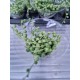Senecio rowleyanus