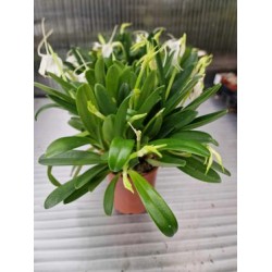 Орхидея  Masdevallia tovarensis