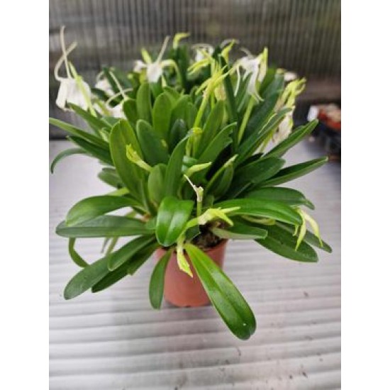 Орхидея  Masdevallia tovarensis