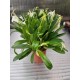 Орхидея  Masdevallia tovarensis