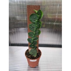Рафидофора (Rhaphidophora Planten Green)