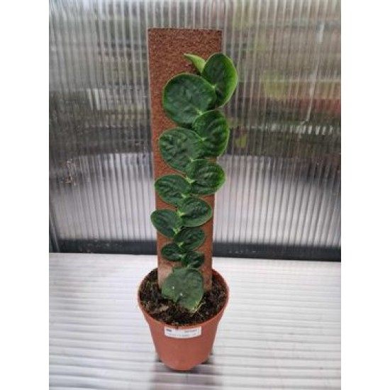 Рафидофора (Rhaphidophora Planten Green)
