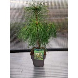 Хималайски бор /Pinus Strobus/