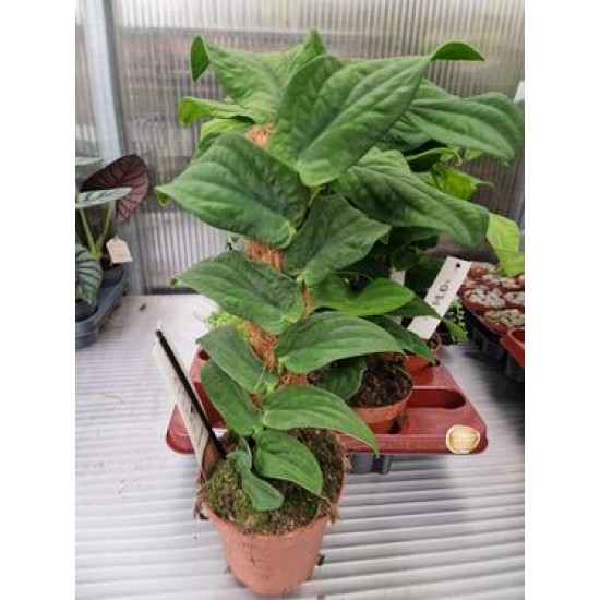 Рафидофора (Rhaphidophora Korthalsii)