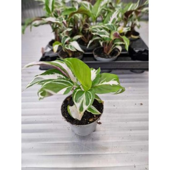 Calathea White Miracle