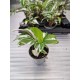 Calathea White Miracle