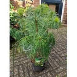 Хималайски бор /Pinus Strobus/