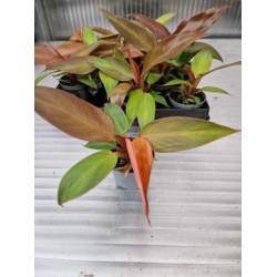 Philodendron Red Sun