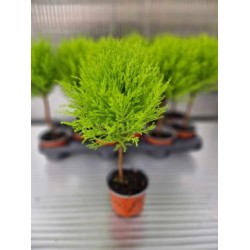 Лимонов Кипарис топка (cupressus macr goldcrest)