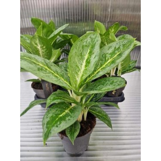 Аглоанема (Limon Mint)