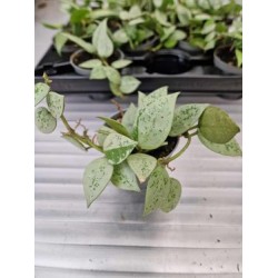 Hoya Eskimo mini