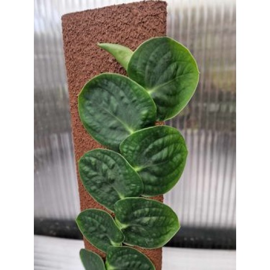 Рафидофора (Rhaphidophora Planten Green)
