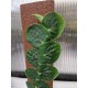 Рафидофора (Rhaphidophora Planten Green)