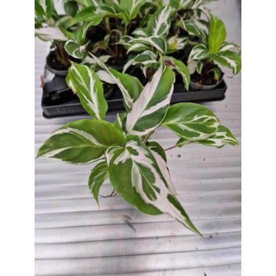 Calathea White Miracle