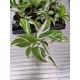 Calathea White Miracle