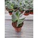 Cotyledon undulata