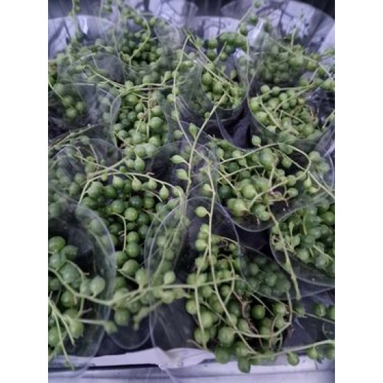 Senecio rowleyanus