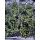 Senecio rowleyanus