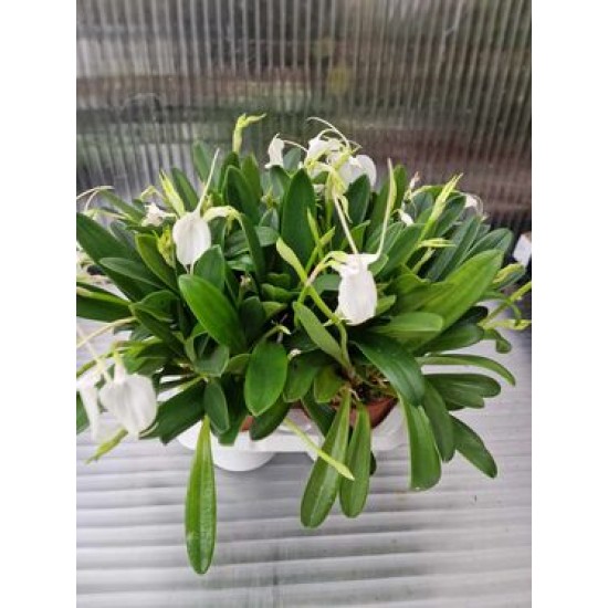 Орхидея  Masdevallia tovarensis