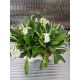 Орхидея  Masdevallia tovarensis