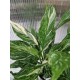 Спатифилум Diamond Variegata