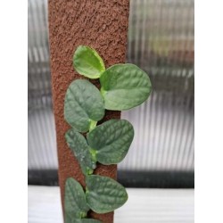 Рафидофора (Rhaphidophora Planten Green)