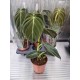 Philodendron Melanochrysum