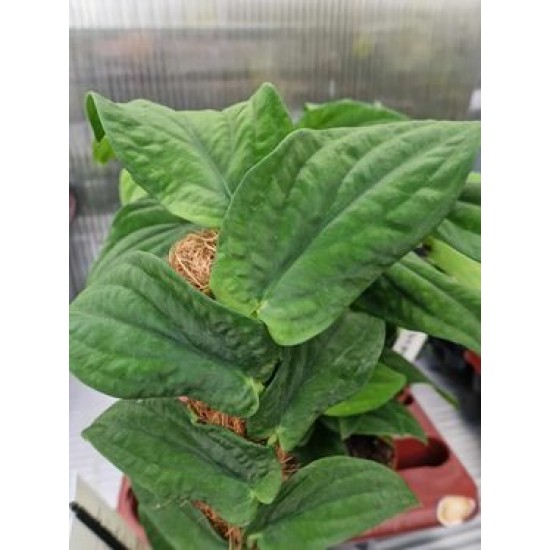Рафидофора (Rhaphidophora Korthalsii)