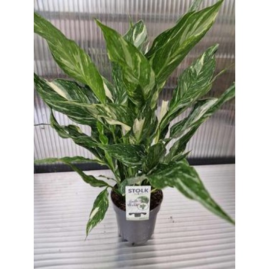 Спатифилум Diamond Variegata