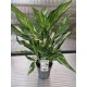 Спатифилум Diamond Variegata