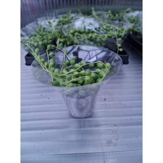 Senecio rowleyanus