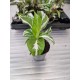 Calathea White Miracle