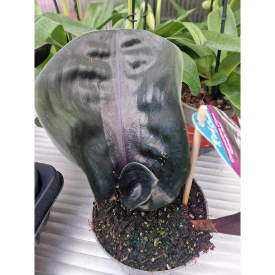 Geogenanthus Ciliatus Midnight Pearl