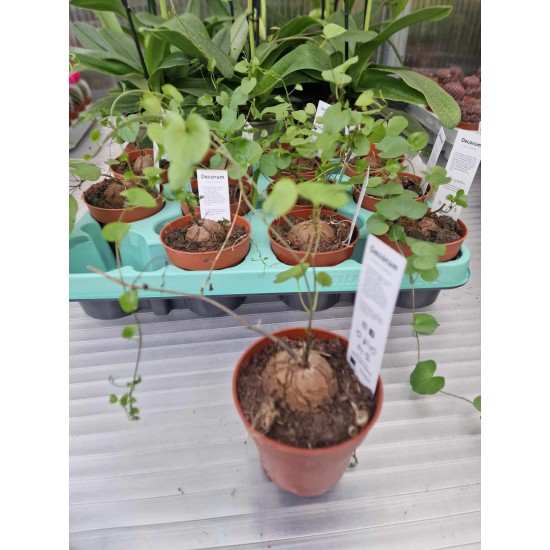 Dioscorea elephantipes