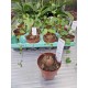 Dioscorea elephantipes