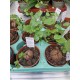 Dioscorea elephantipes