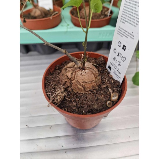Dioscorea elephantipes