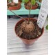 Dioscorea elephantipes