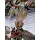 Филодендрон Pinк Marble