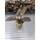 Филодендрон Pinк Marble