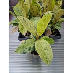 Фикус Shivereana Variegata