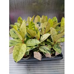 Фикус Shivereana Variegata