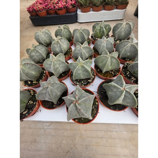 Astrophytum Myriostigma