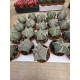 Astrophytum Myriostigma