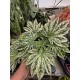 Aralia Garden Cold-resistant