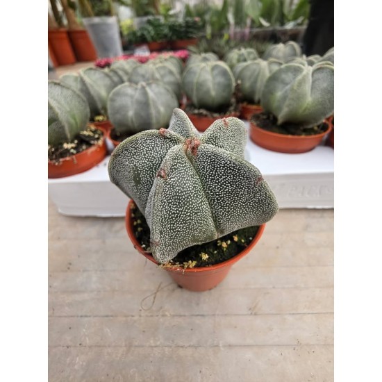 Astrophytum Myriostigma
