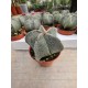 Astrophytum Myriostigma