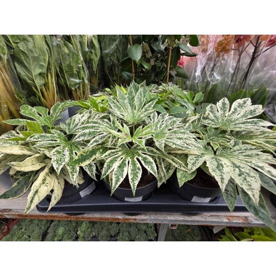 Aralia Garden Cold-resistant