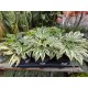 Aralia Garden Cold-resistant