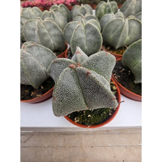 Astrophytum Myriostigma